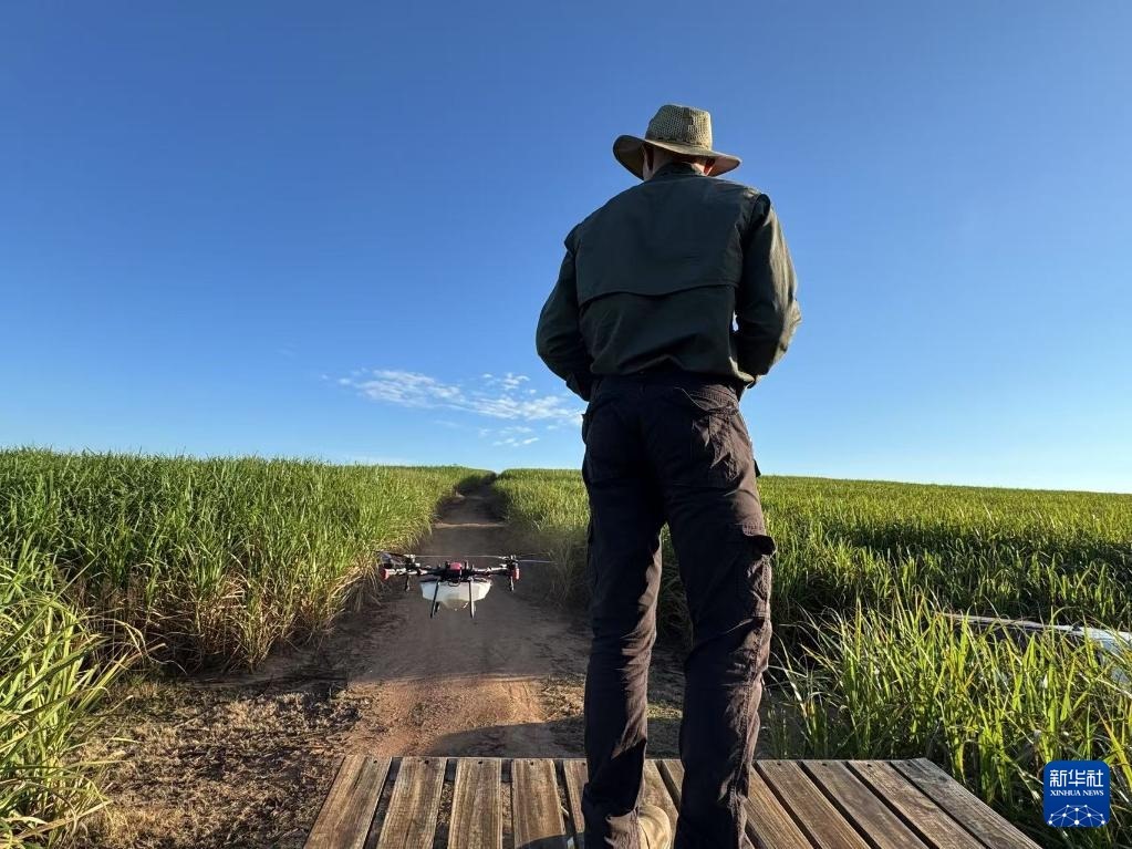 3月25日，在南非夸祖魯-納塔爾省的方廷希爾莊園，飛手操縱無人機為甘蔗林噴灑藥劑。新華社記者 白舸 攝