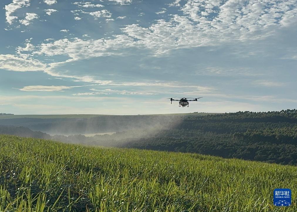 3月25日，在南非夸祖魯-納塔爾省的方廷希爾莊園，中國農用無人機為甘蔗林噴灑殺菌劑。新華社記者 白舸 攝