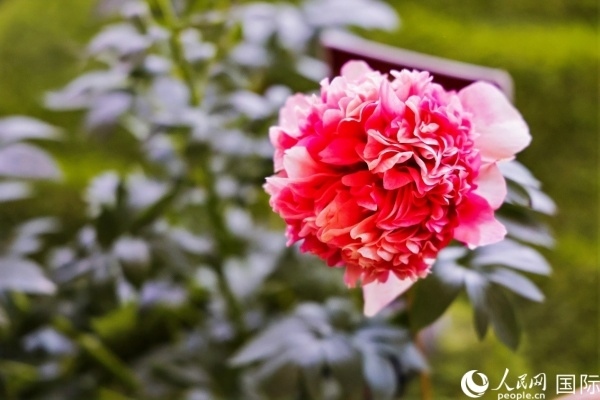 洛陽國家牡丹園牡丹盛開。 人民網(wǎng)記者 魯揚攝