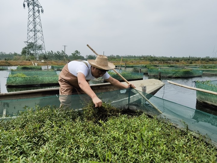 陳樹(shù)在湖北省仙桃市剅河鎮(zhèn)余腦村黃鱔繁育基地觀察黃鱔長(zhǎng)勢(shì)。新華社記者宋立崑 攝