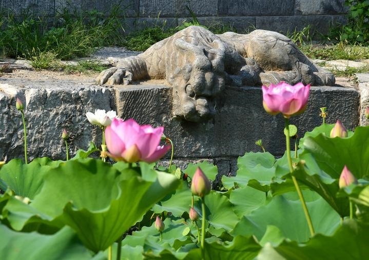 萬(wàn)寧橋位于北京地安門(mén)外大街中部、什剎海東岸，是北京中軸線(xiàn)上最古老的橋梁，至今已有700多年歷史。近年來(lái)，北京市持續(xù)為萬(wàn)寧橋“瘦身減負(fù)”，橋體風(fēng)貌得以完整展現(xiàn)，方便游客走近欣賞，深入了解古橋承載的價(jià)值和內(nèi)涵。這是2023年7月18日拍攝的北京萬(wàn)寧橋橋東的鎮(zhèn)水獸。